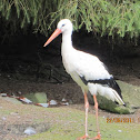 Stork
