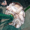 Pulpo