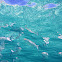 White mullet