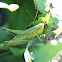Short-winged Green Grasshopper, female