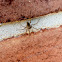 Selenopid Crab Spider