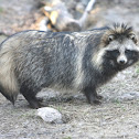 Raccoon Dog
