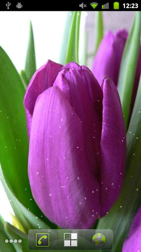 Spring Tulips in Rain