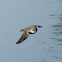 Northern Rough-winged Swallow