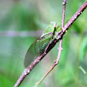 Cicada