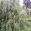 weeping willow