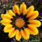 Gazania