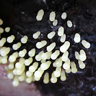comatricha nigra