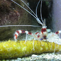 Cangrejo limpiador