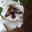 Hummingbird clearwing moth