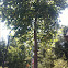 Tulip poplar