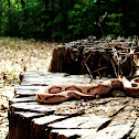 Southern Copperhead