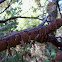 Manzanita