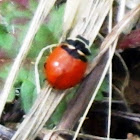 Three banded Lady bug