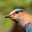 Indian Roller