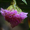Elleanthus orchid