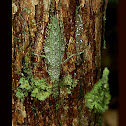Lichen-Mimic Katydid