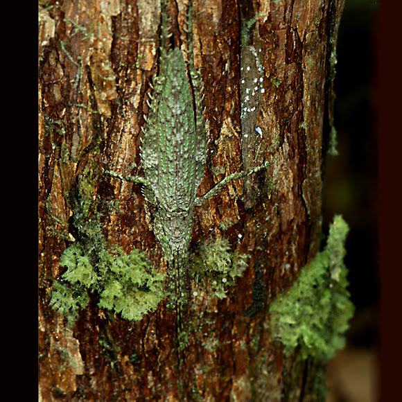 Spotting Image 1