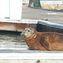 Harbor seal
