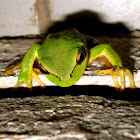 Frog