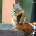 American red squirrel