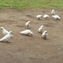 Little Corella