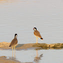 Red-wattled Lapwing