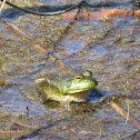 Bullfrog