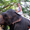 Éléphant 