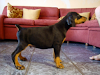 Doberman Camada 2011