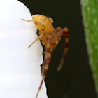 Crab spider
