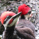 Pileated woodpecker
