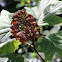 Oakleaf Hydrangea