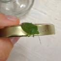 Green stink bug