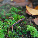 Shenandoah Salamander