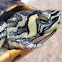 Tortuga de agua dulce