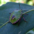 Green shield bug