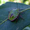 Green shield bug
