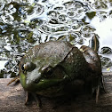 Green frog