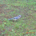Blue Jay