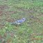 Blue Jay