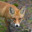 Red Fox