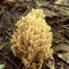 Coral fungi