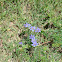 Blue-eyed Grass