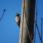 Great Spotted Woodpecker