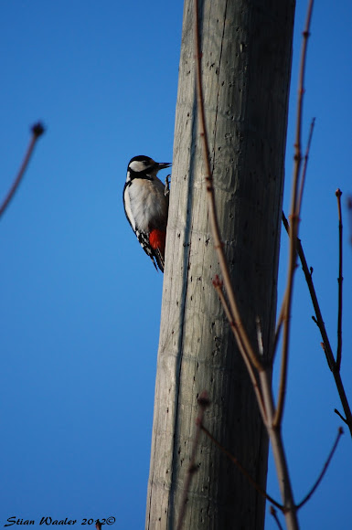 Spotting Image 1