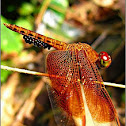 Dragonfly