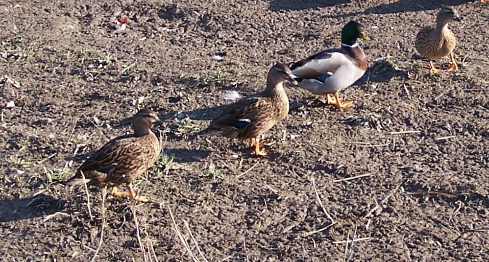 Gray Call Duck