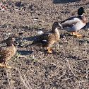 Gray Call Duck