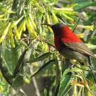 Crimson Sunbird